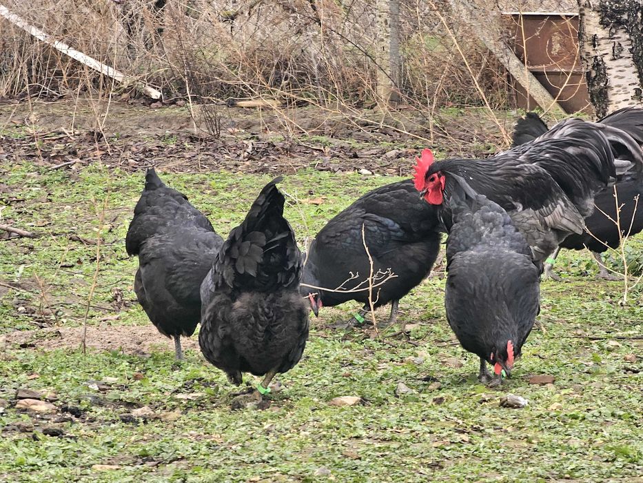 Черен австралорп (яйца за люпене)