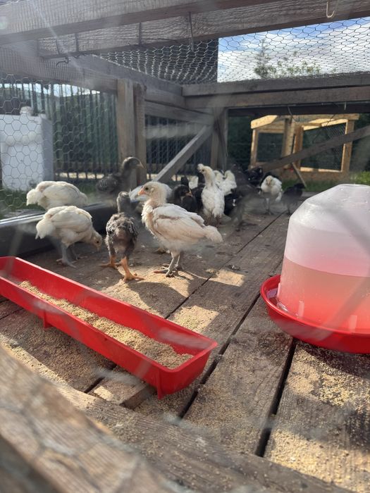 Pui australop/playmouth/marans