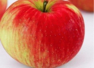 Pomi fructiferi străvechi din  Glia strămoșească soiuri de mar