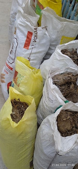 Tekinga chirigan goʻng(mayda molniki)