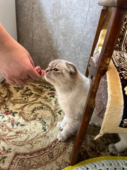 кошка скотиш фолд