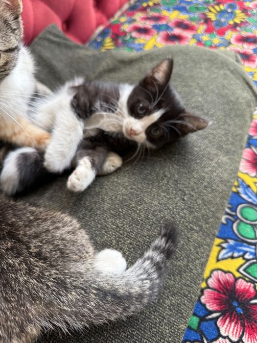 КОТЯТА ищут дом!