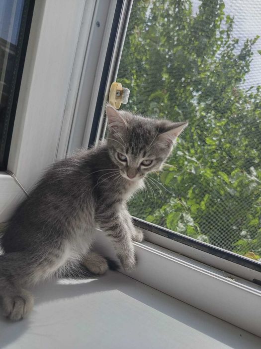 Котята бесплатно