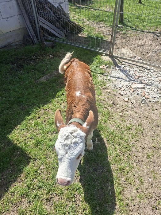 Vitea baltata 4 săptămâni