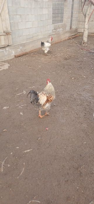 Продам молодых петухов