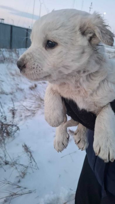 Отдам щенков в хорошие руки