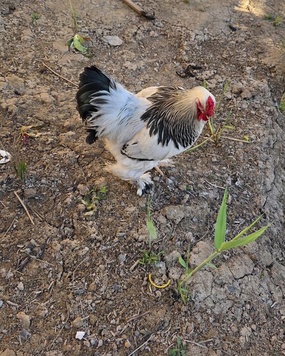 Хуроз сотилади, Брама. Питух