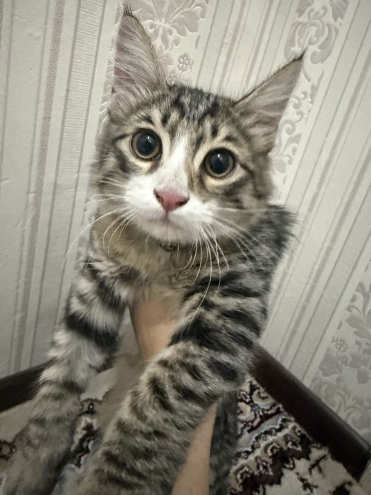 Домашний Котик ищет дом.