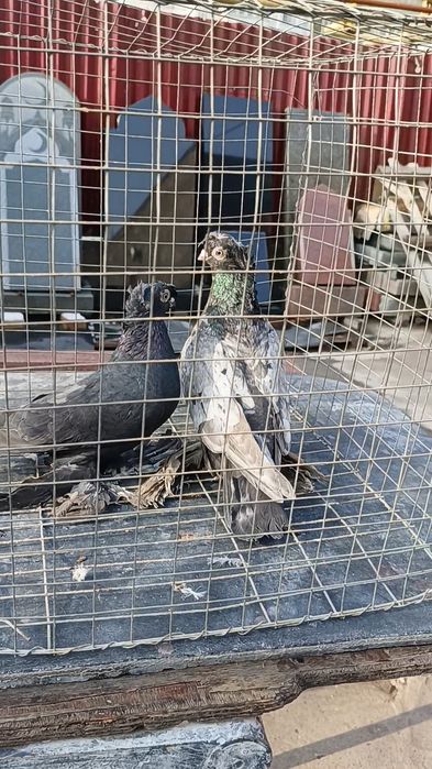 Голуби челкарь и жучка