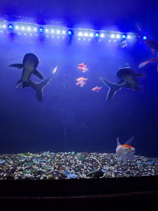 Акула понгасиюсь