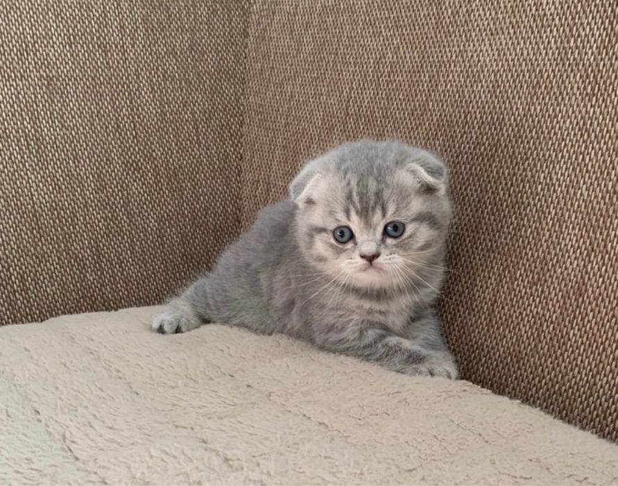 Продаются Котятки