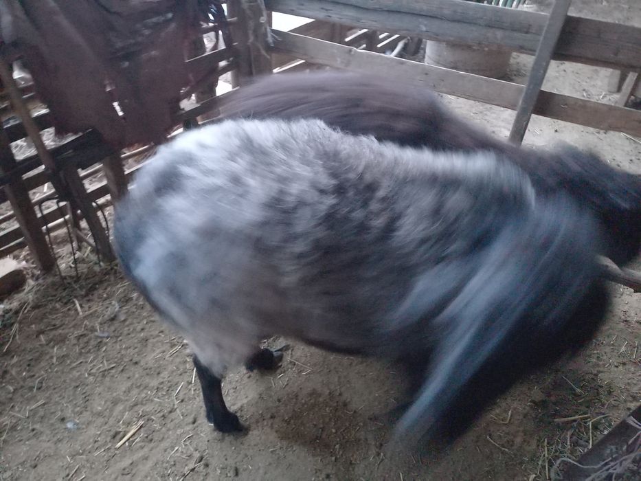 Жақсы Семіз Қой бар