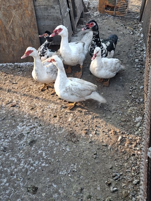 Vând rațe și rățoi.