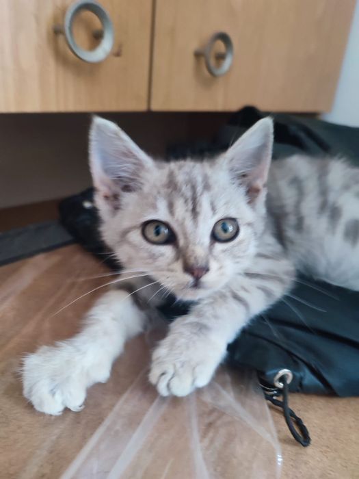 Отдам бесплатно Котенка