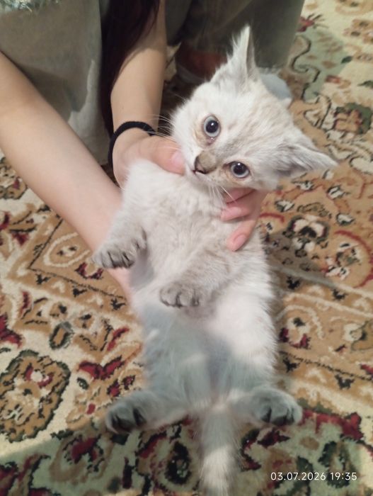 Котята  домашние