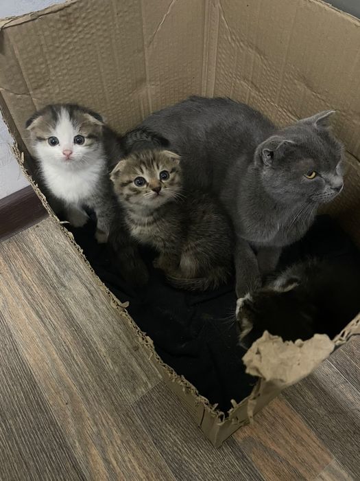 Бесплатно котята