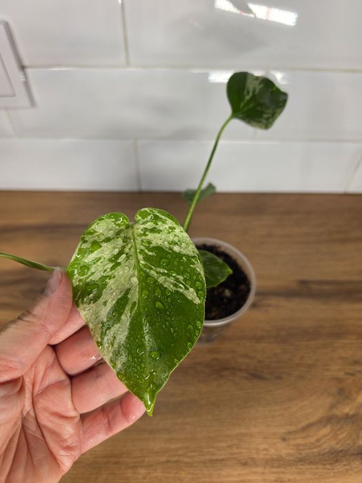 Монстера Бульбазавр (Monstera Bulbasaur)