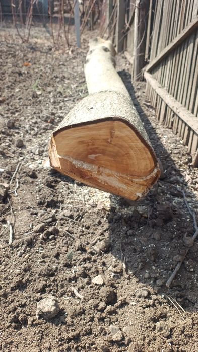 Trunchi nuc -  Răchiteni