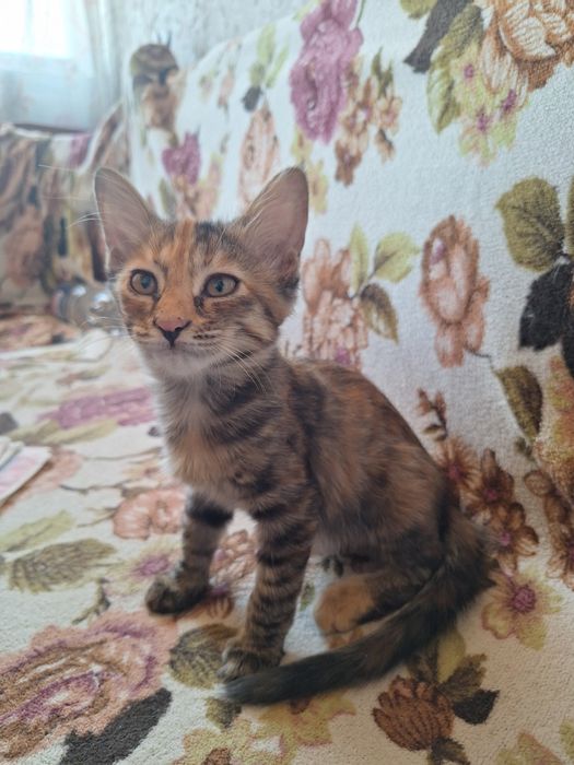 Отдам котят в добрые руки