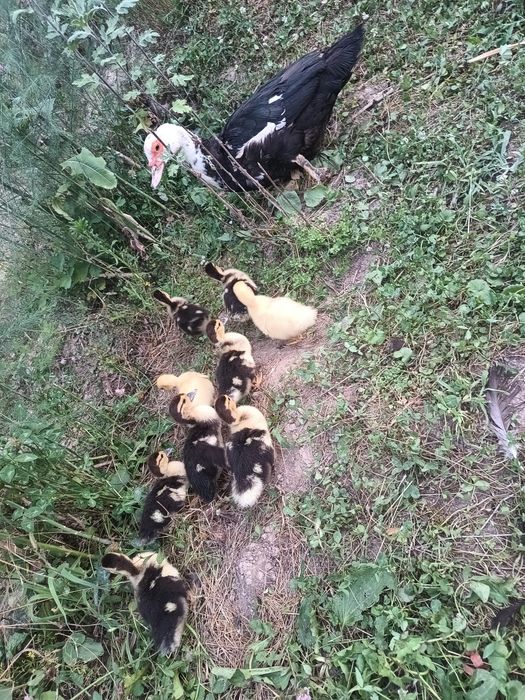 De vânzare familie rațe mute (leșești)