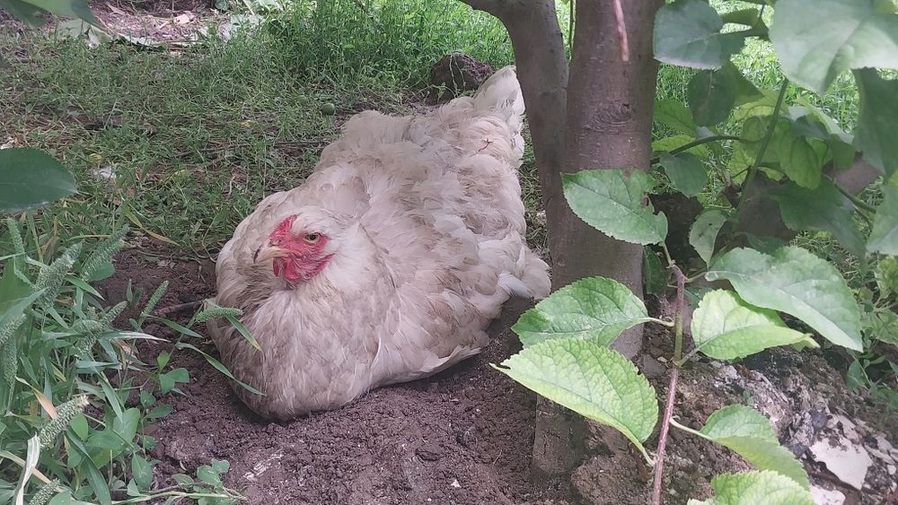 Тоза брама товуклар