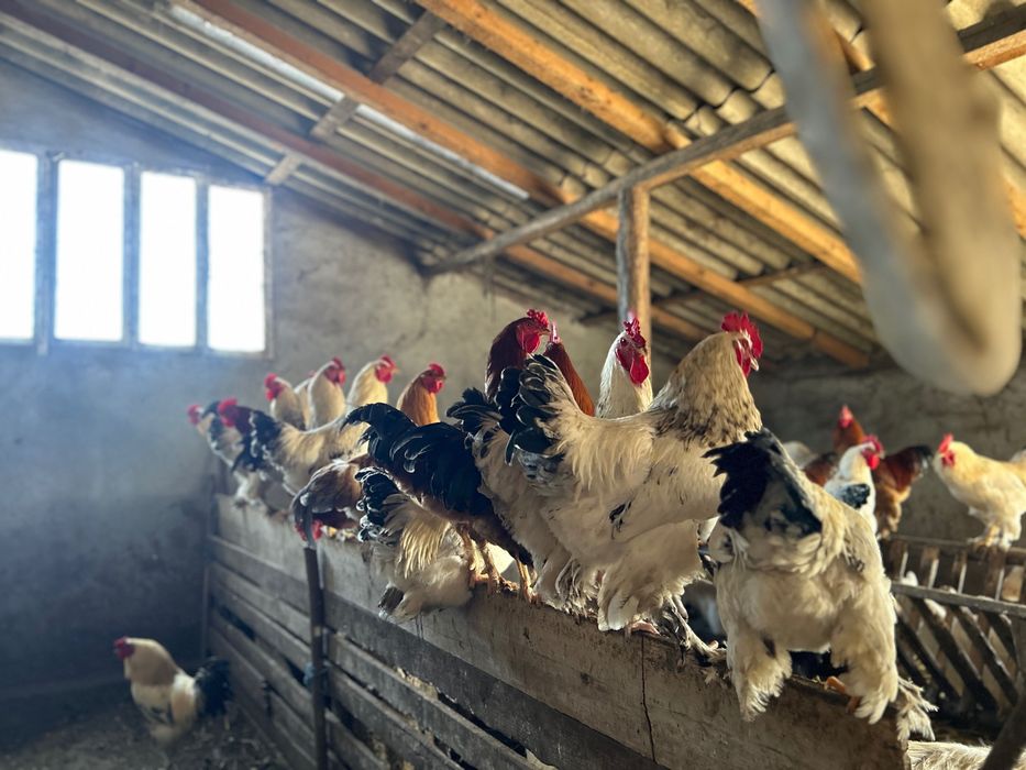 Vând cocoși și găini