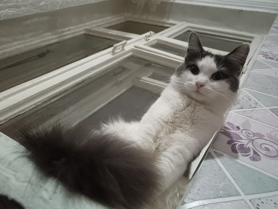 Отдам кота 10 месяцев