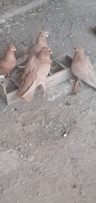Голуби разные , прекрасные