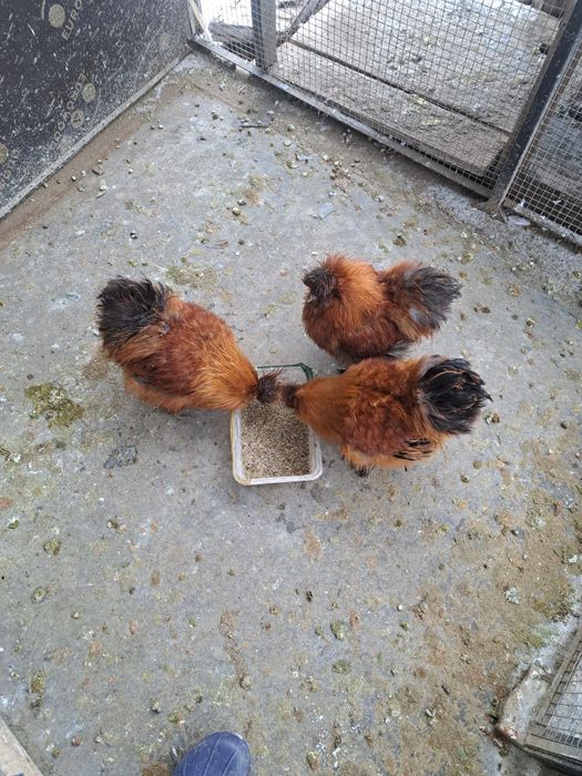 Cocosi matase japoneza si motata olandeza