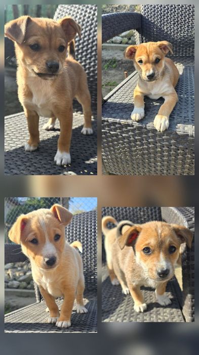 Подарявам кученца