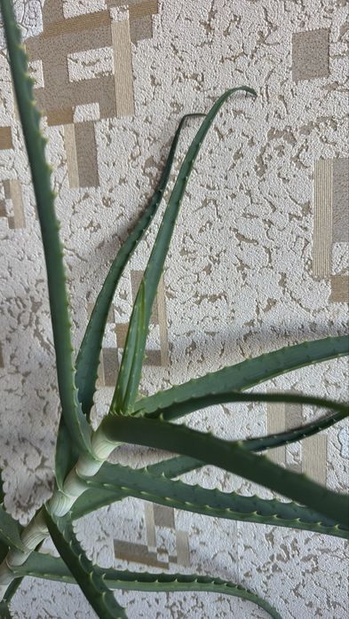 Продам алоэ многолетнее