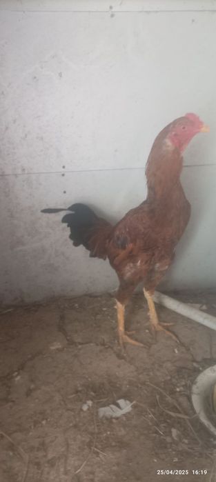 Bobohoroz 200ming kami bor