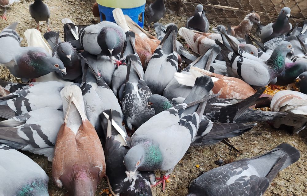 Vând porumbei voiajori