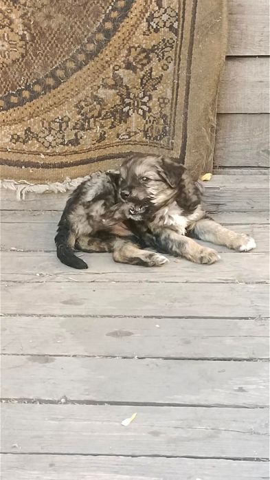 Отдам двух щенков