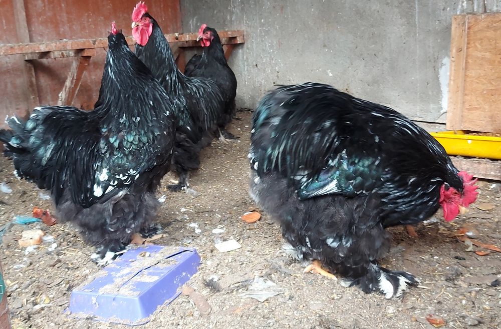 Кохинхины мраморные