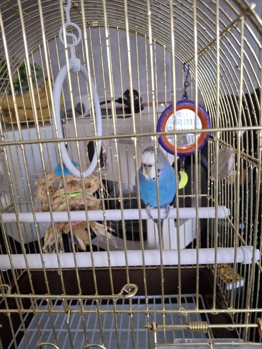 Волнистый попугай