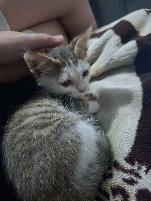 котик мальчик в хорошие руки
