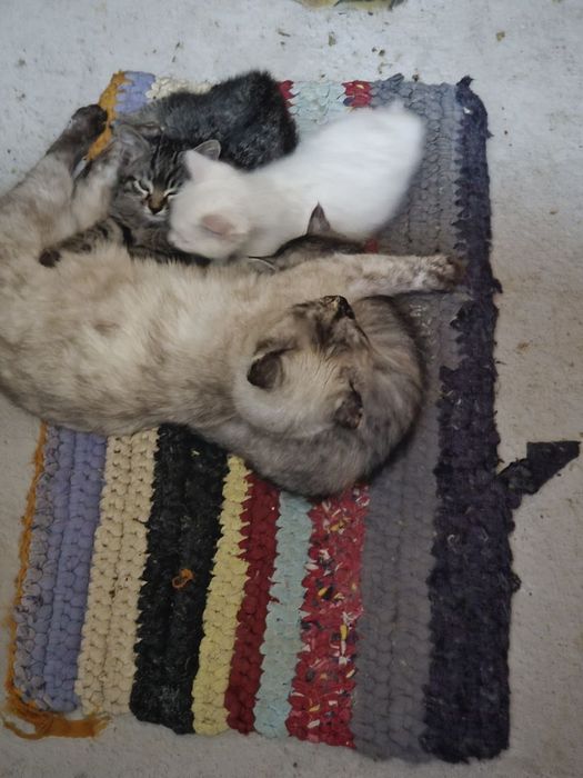 Mushukchala sotiladi