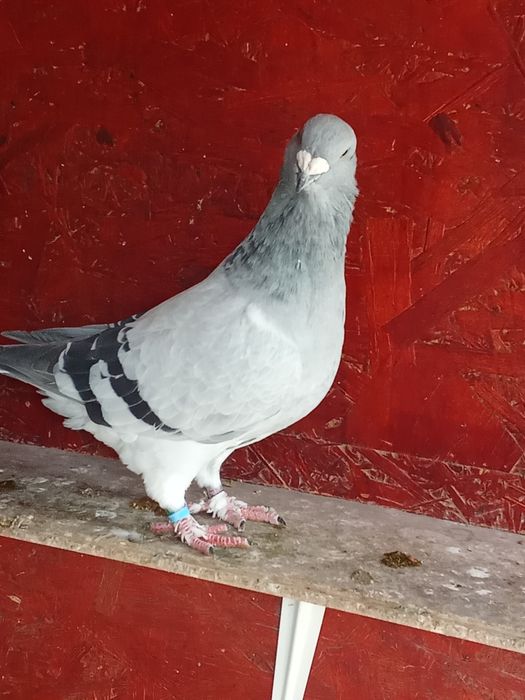 De vânzare porumbei voiajori standard și Plonjorii de Adana.