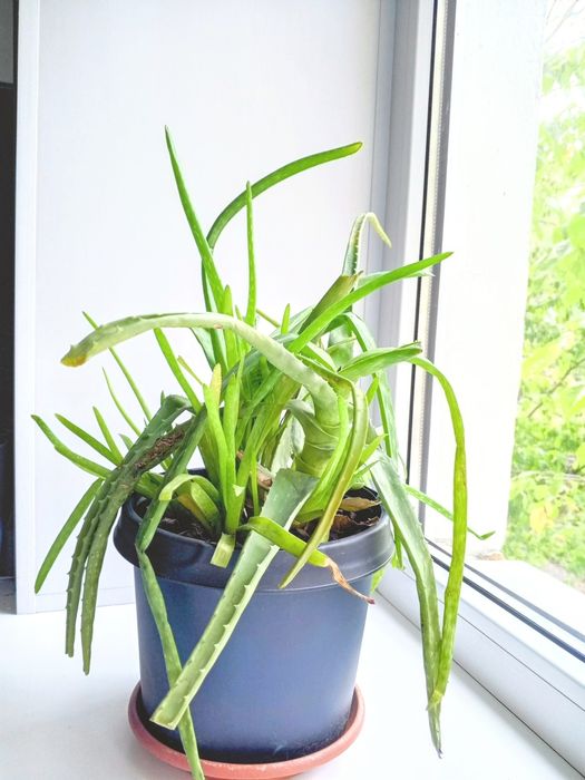 Алоэ комнатное растение