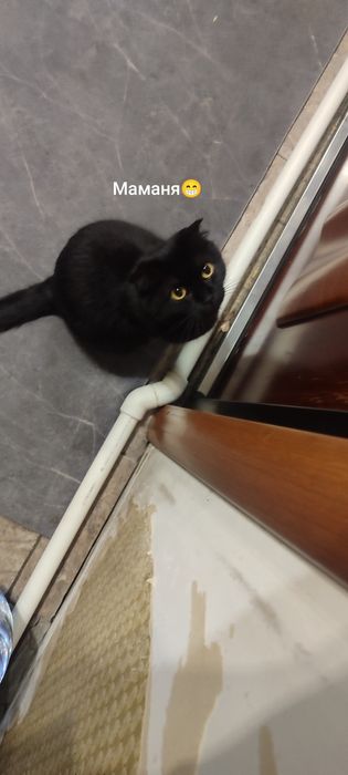 Милые и смышленные котята