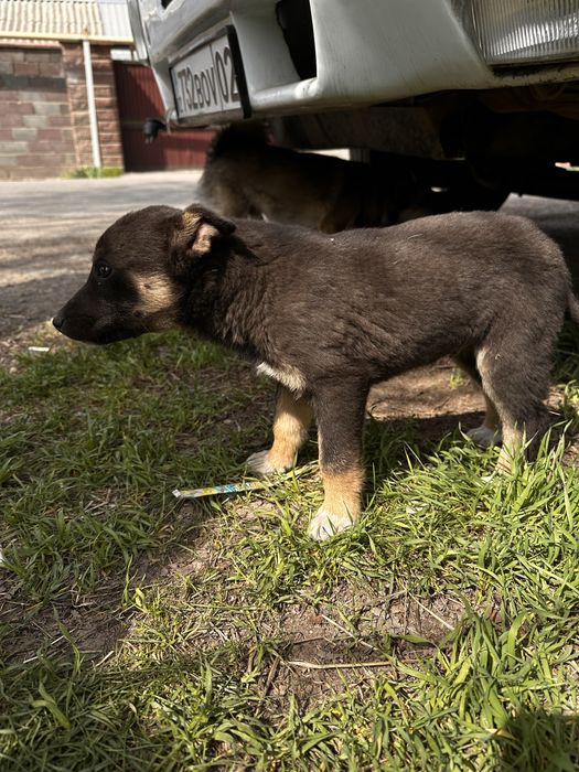 Отдам щенят девочки
