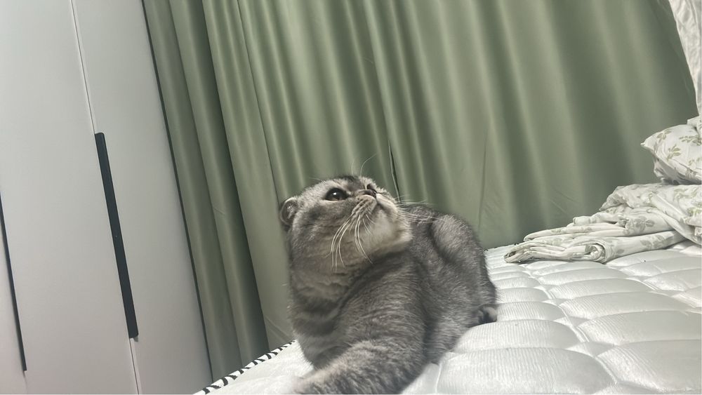 Отдам шотландца в добрые руки