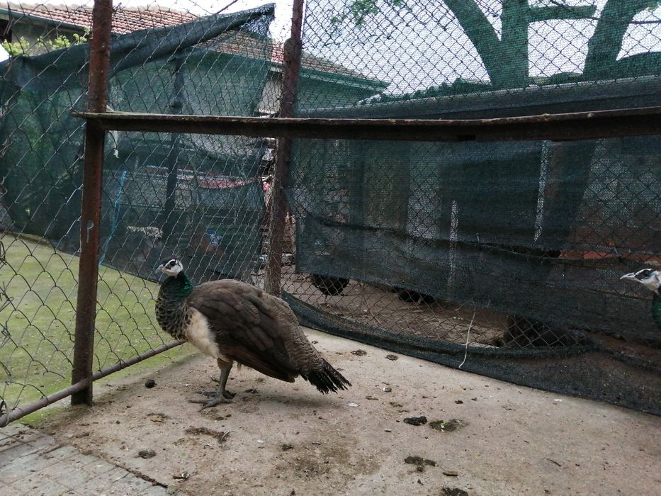 "Индийски  пауни "