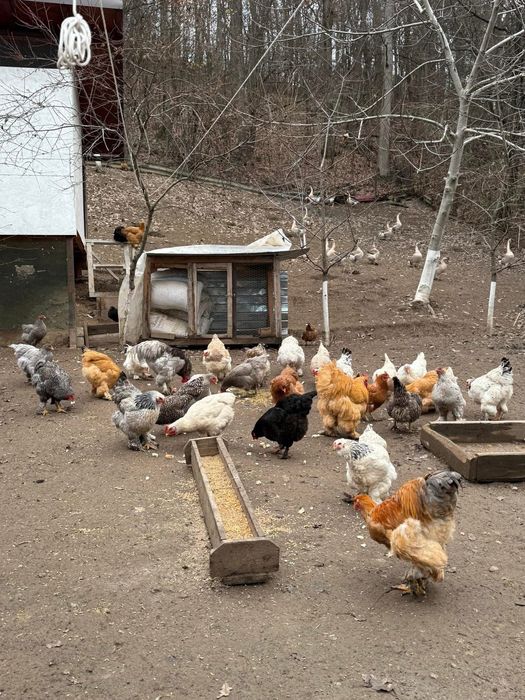 Disponibile   ouă   de   rata   si gaina