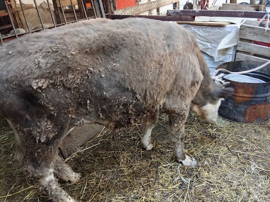 Бычок годовалый.