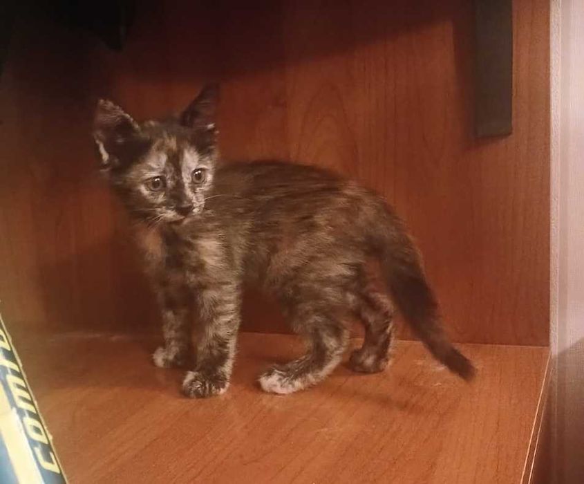 Домашние котята девочки