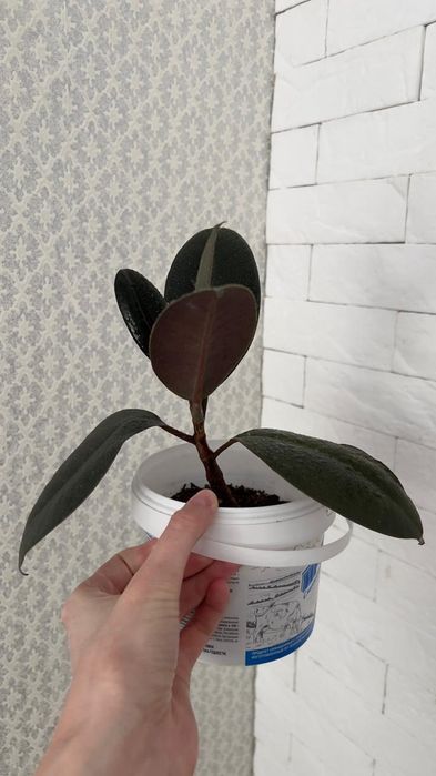 Фикусы абиджаны абиджаны