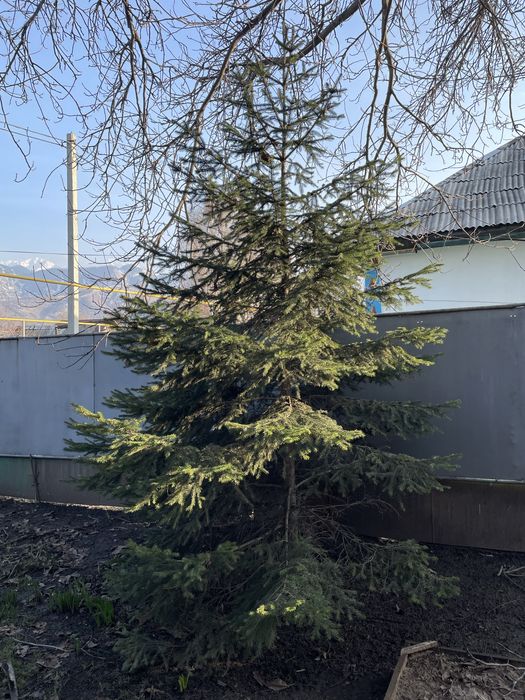 Елки продается отличные