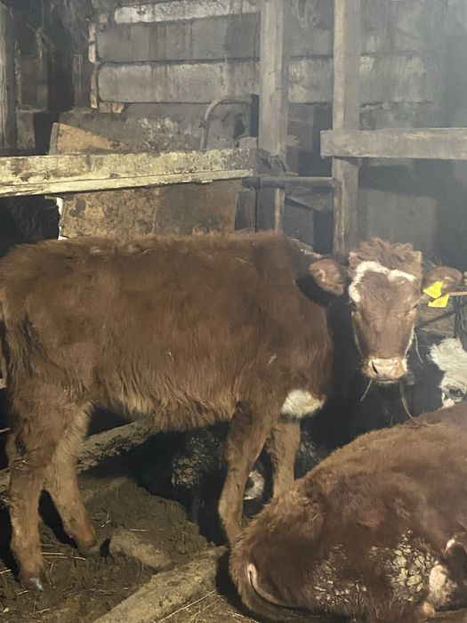 Телочка  1 год  поселок Акоре